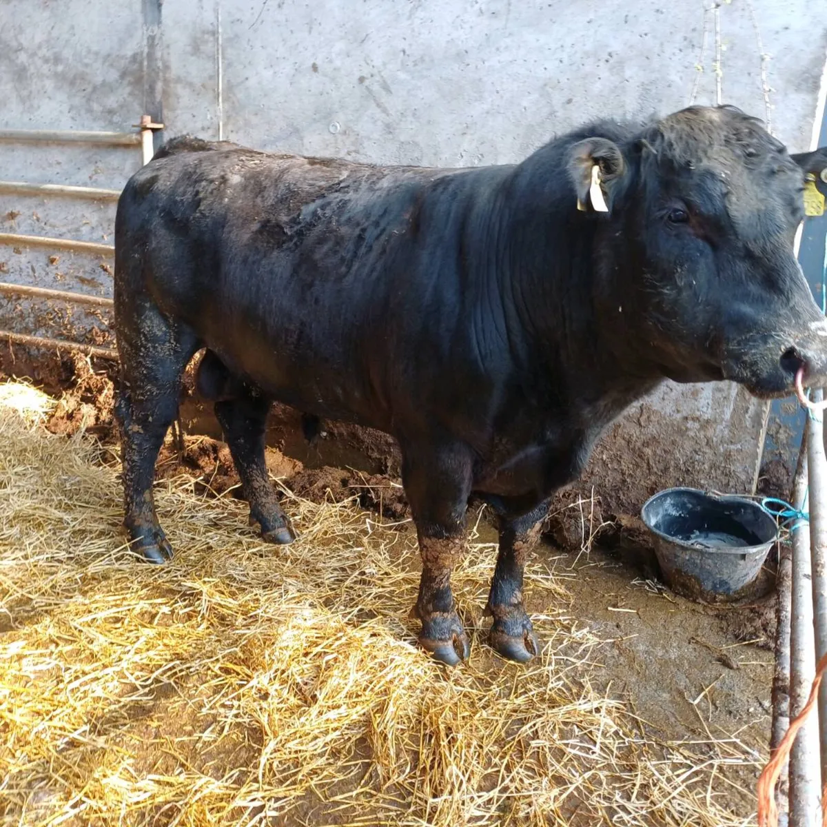 PBR Angus Bulls at Castleisland Mart 15th of April - Image 1