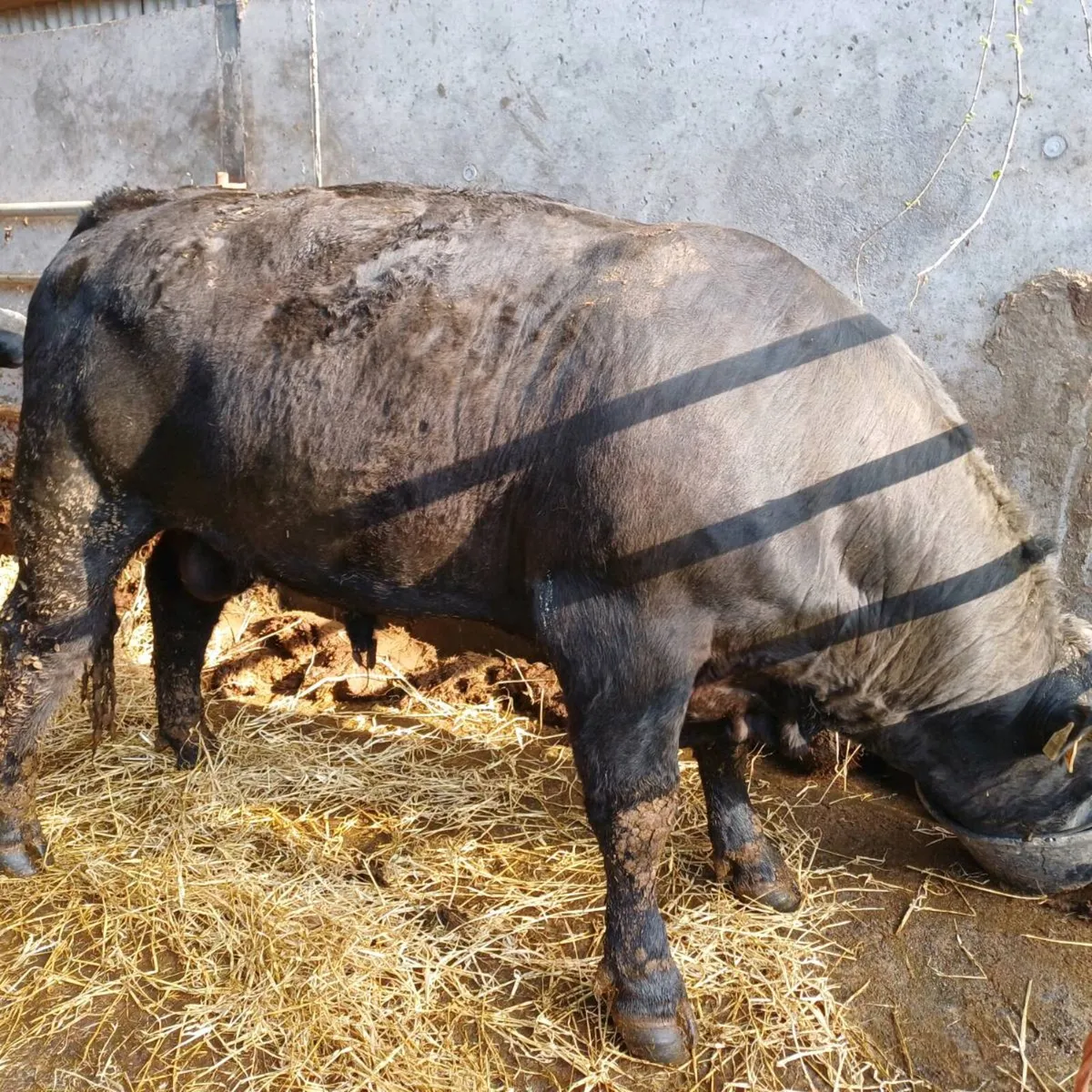 PBR Angus Bulls at Castleisland Mart 15th of April - Image 4