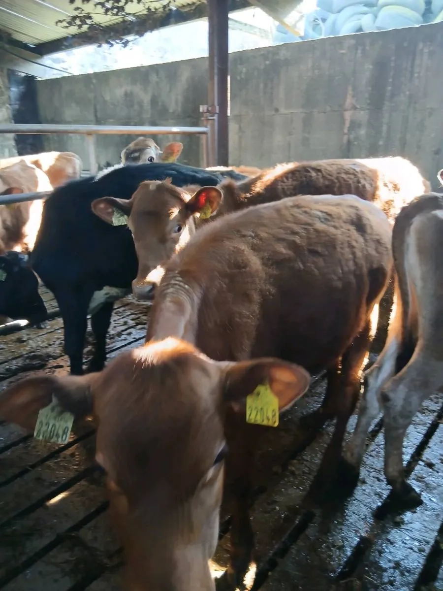 Shorthorn Maiden heifers & breeding bulls - Image 2