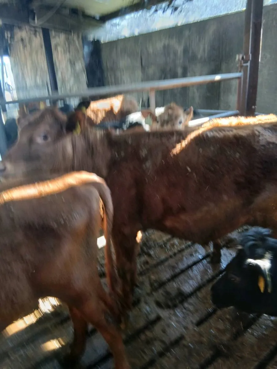 Shorthorn Maiden heifers & breeding bulls - Image 3