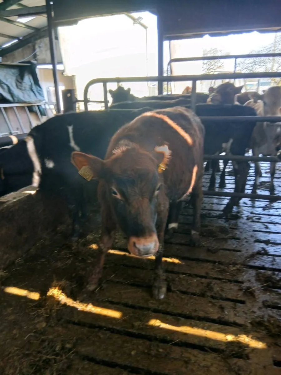 Shorthorn Maiden heifers & breeding bulls - Image 4