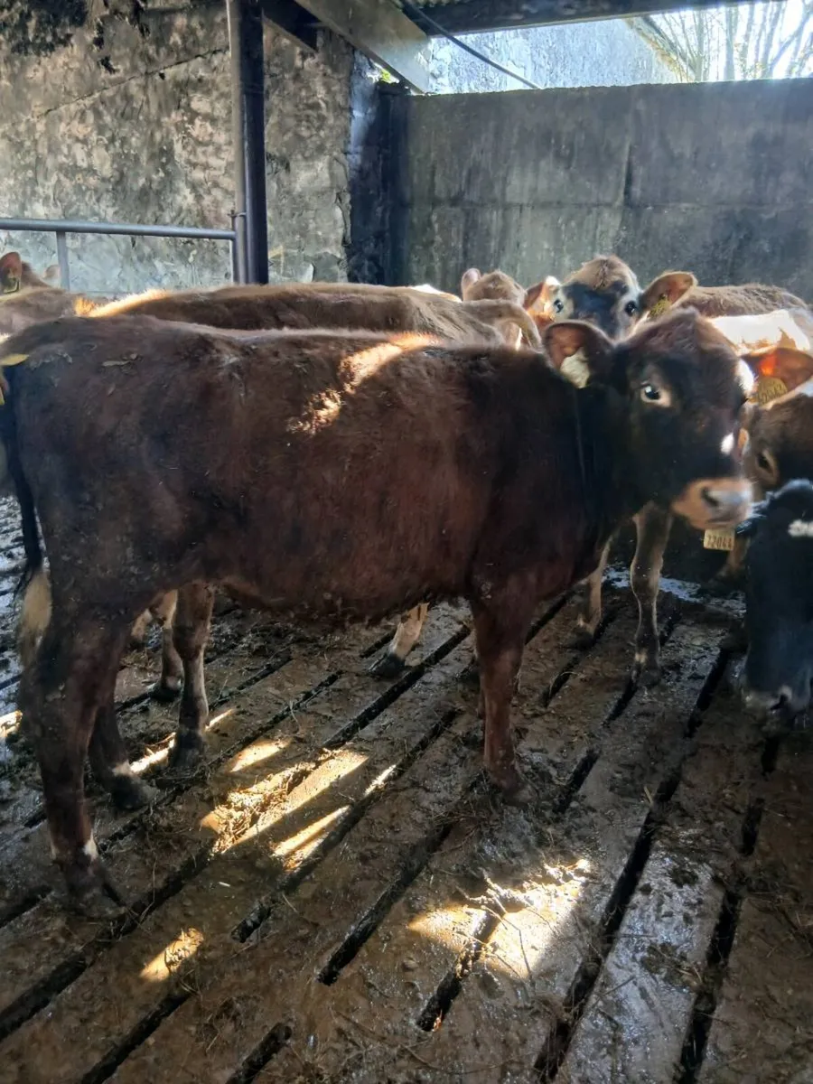 Shorthorn Maiden heifers & heifer calves. - Image 4