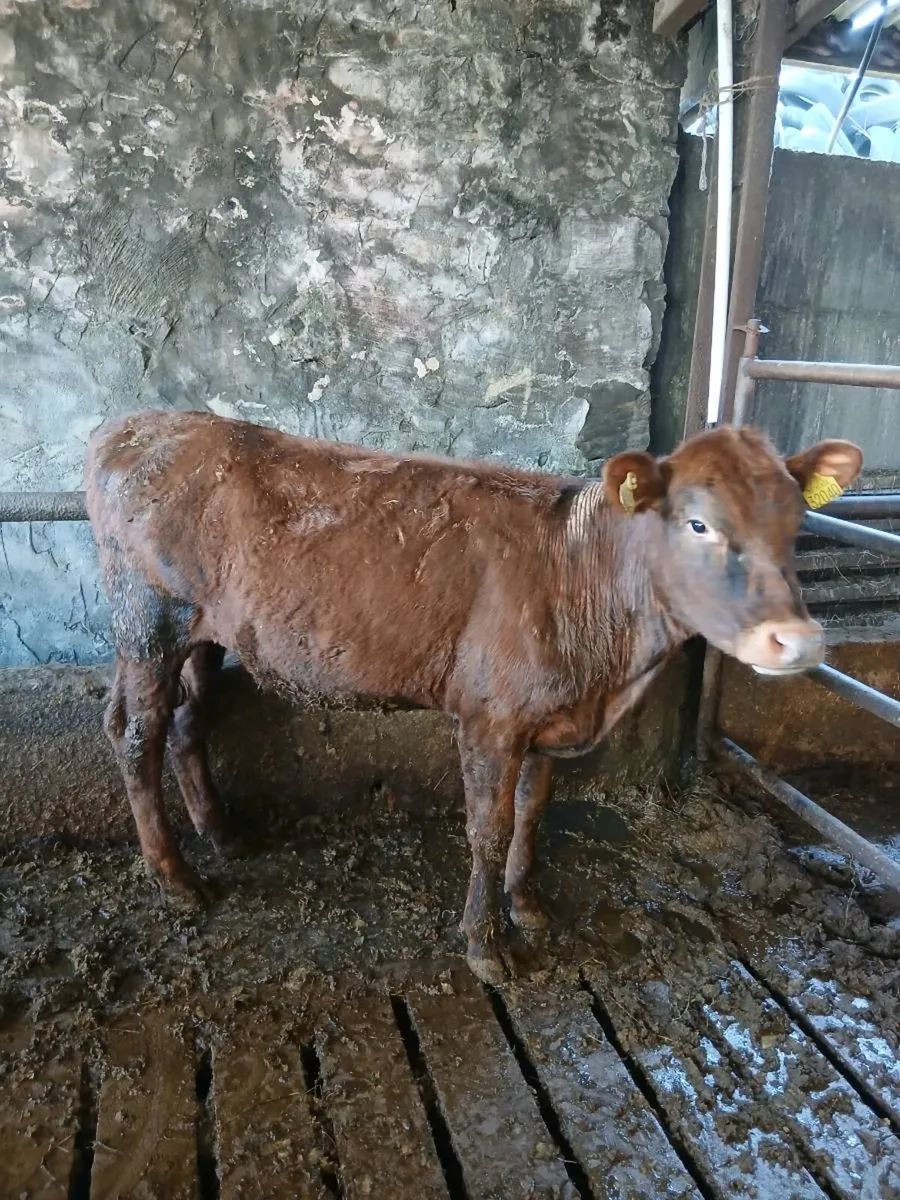 Shorthorn Maiden heifers & breeding bulls - Image 1