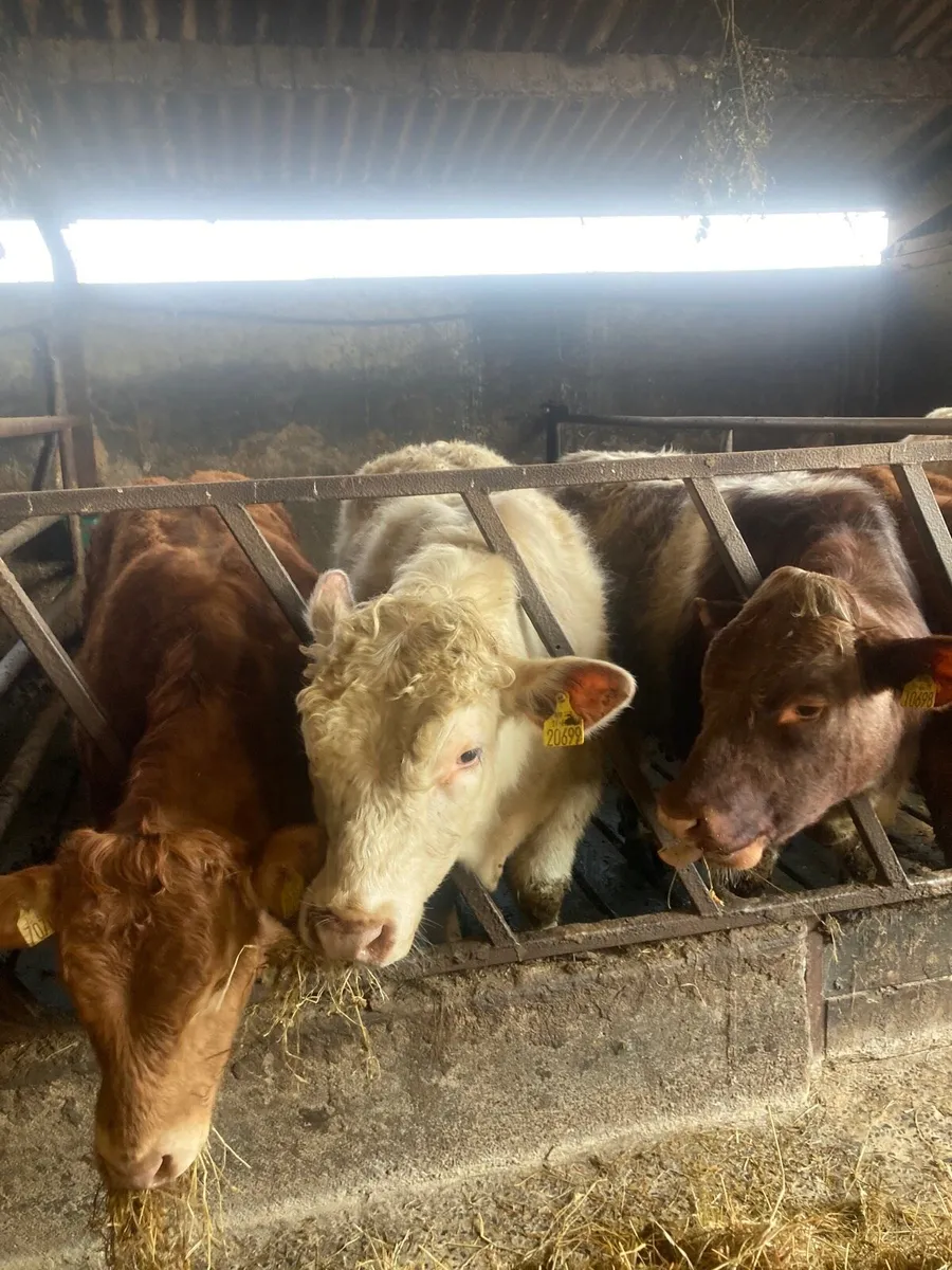 PB Shorthorn Bulls - Image 2