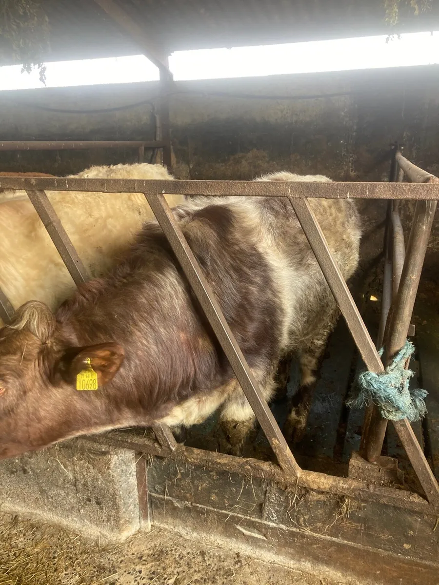 PB Shorthorn Bulls - Image 3