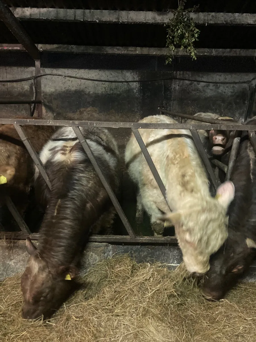 PB Shorthorn Bulls - Image 4