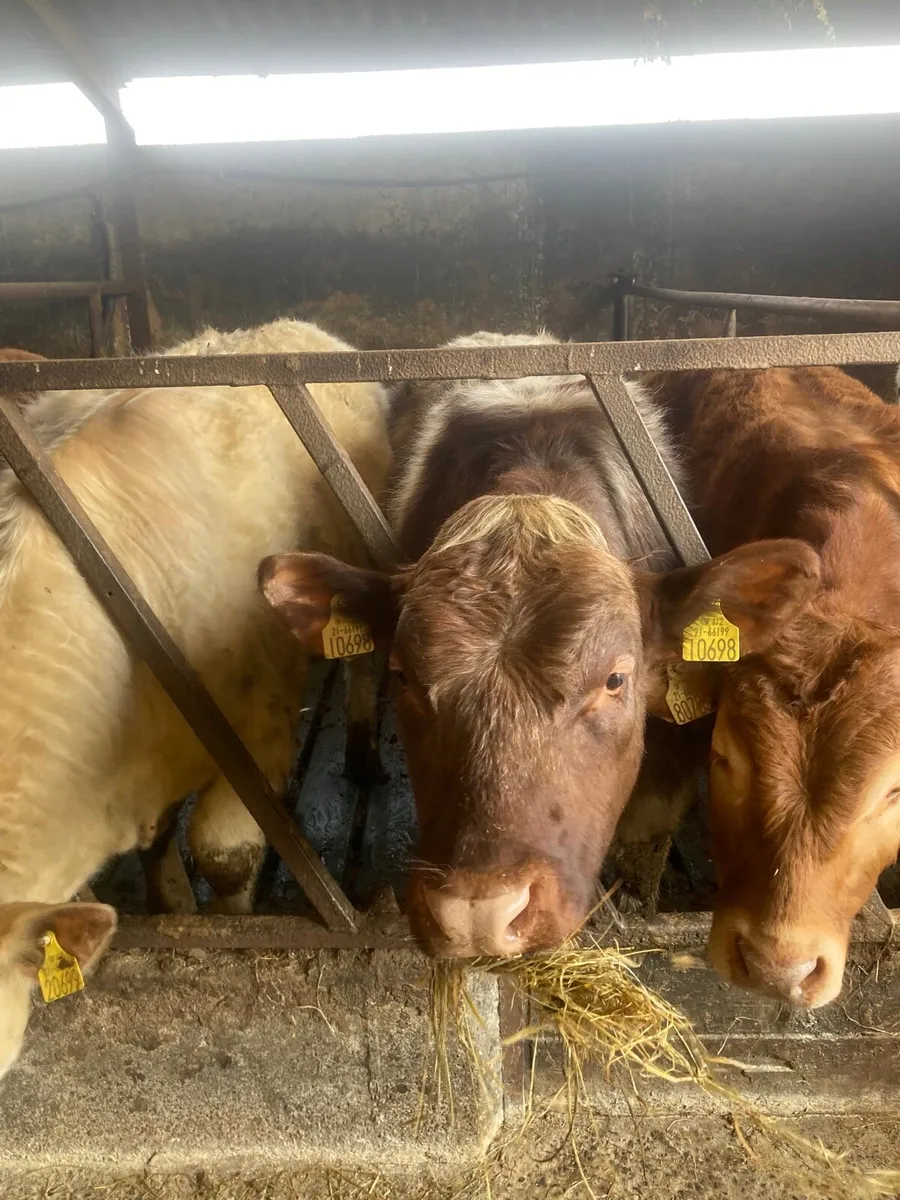 PB Shorthorn Bulls - Image 1