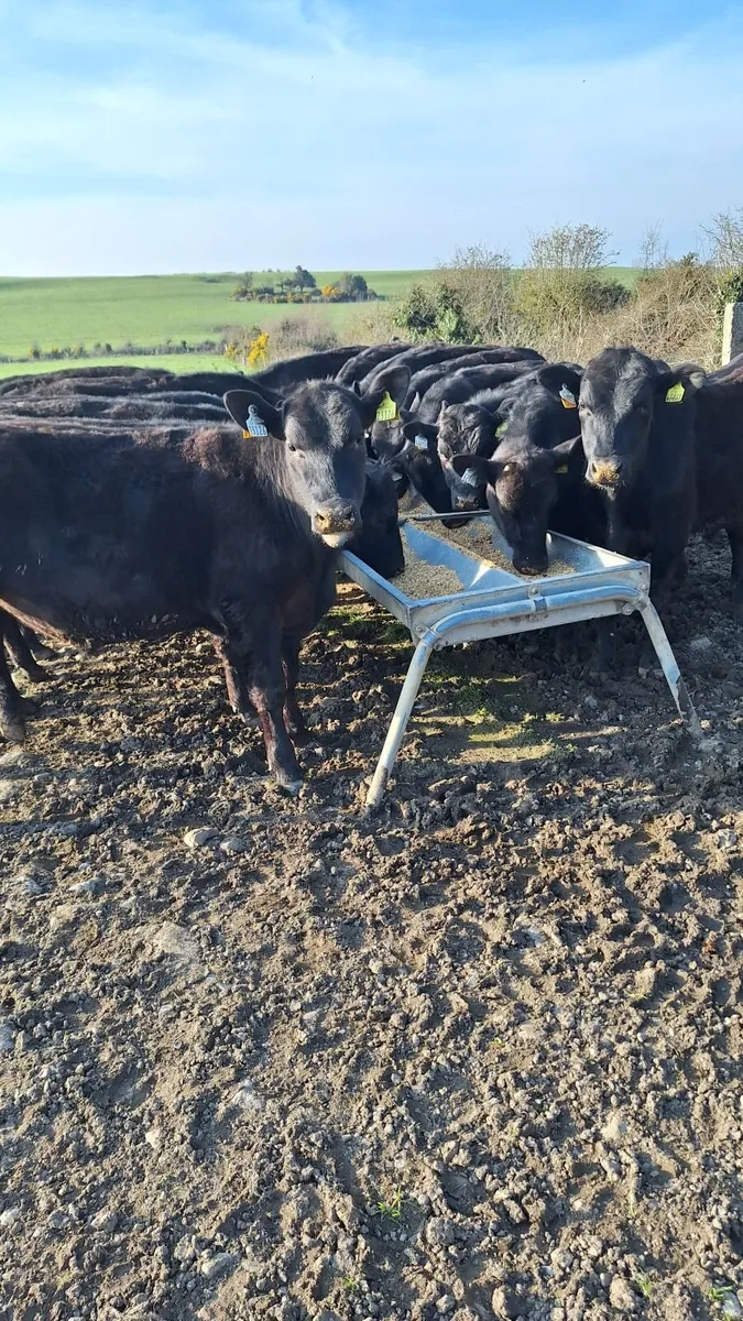 Angus yearlings - Image 3