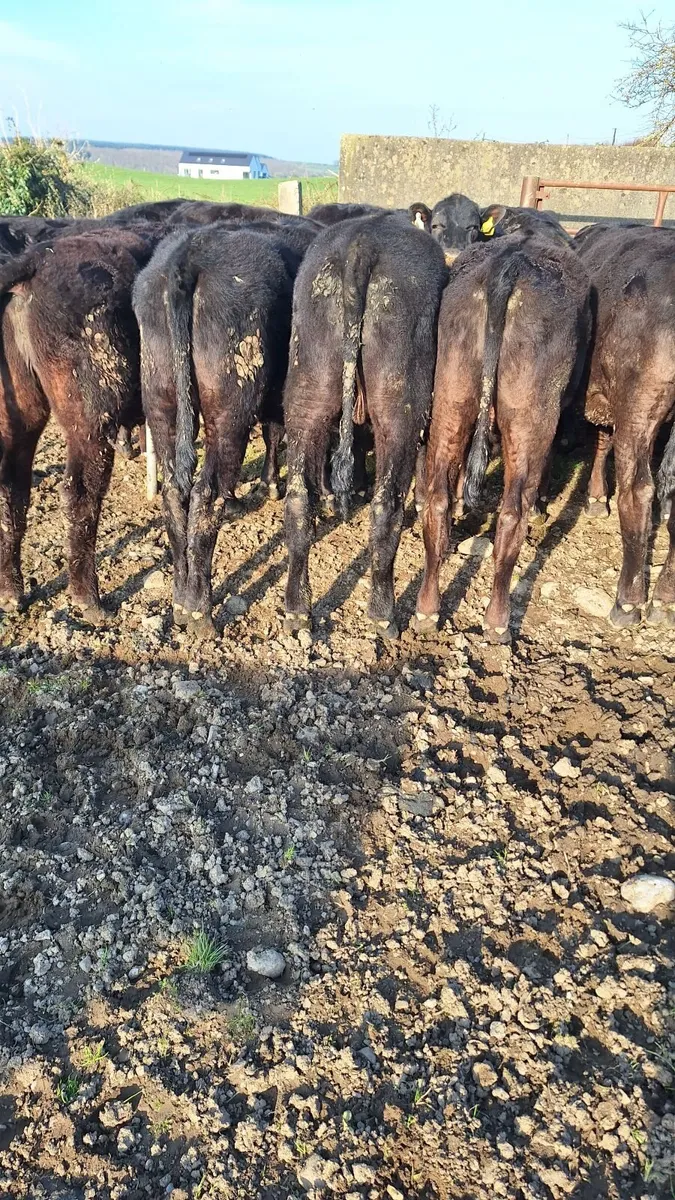 Angus yearlings - Image 4