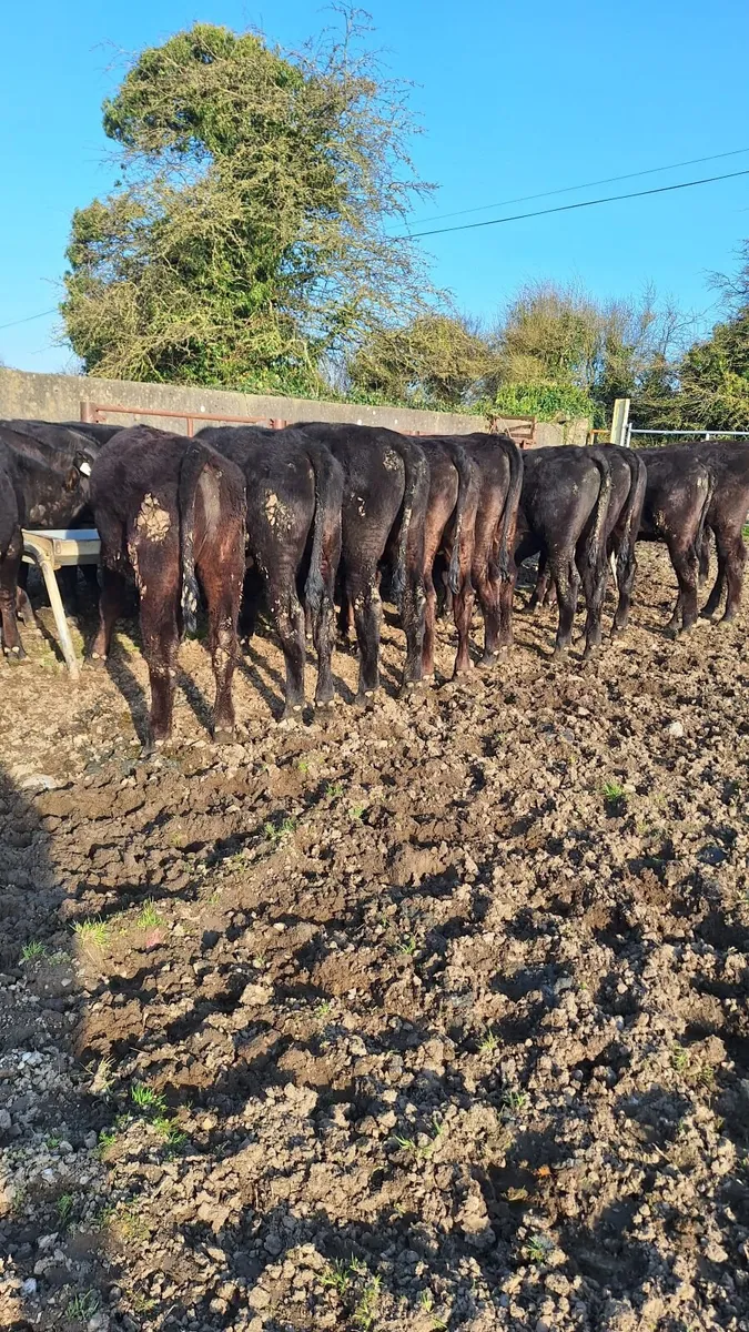 Angus yearlings - Image 1