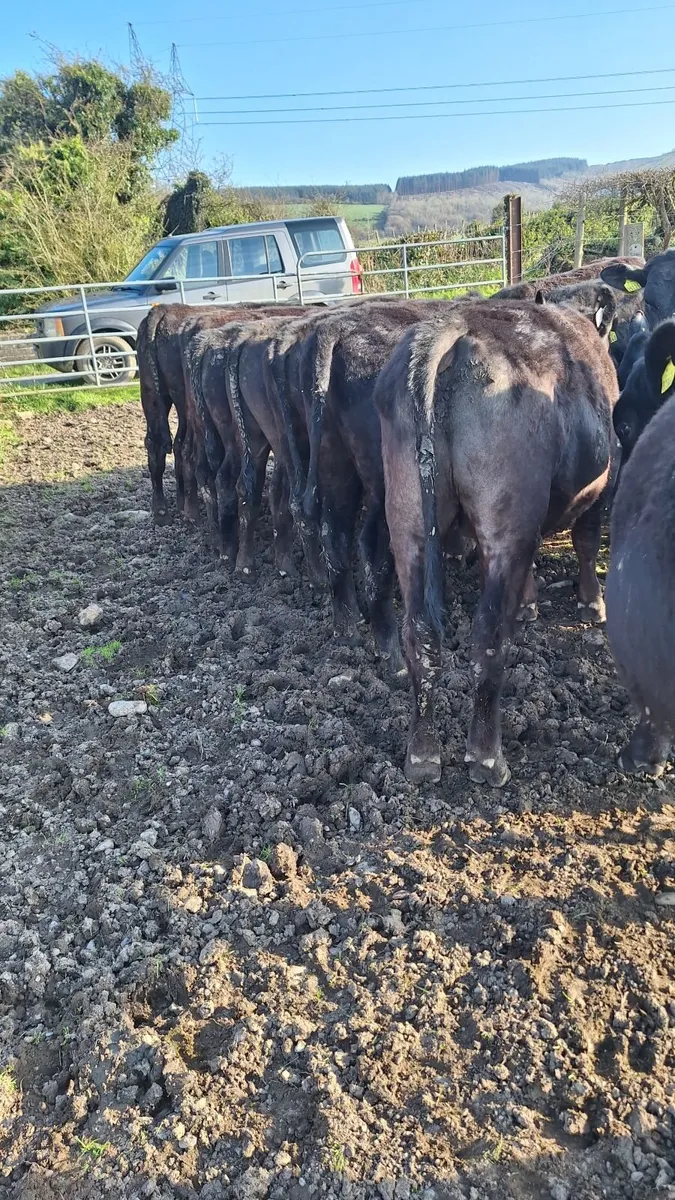 Angus yearlings - Image 2