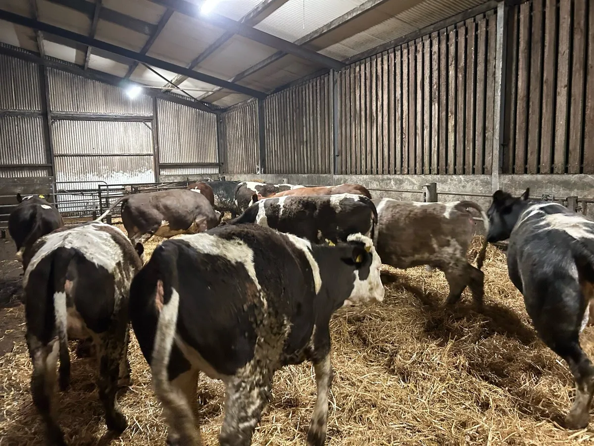 In Calf Suckler heifers - Image 1