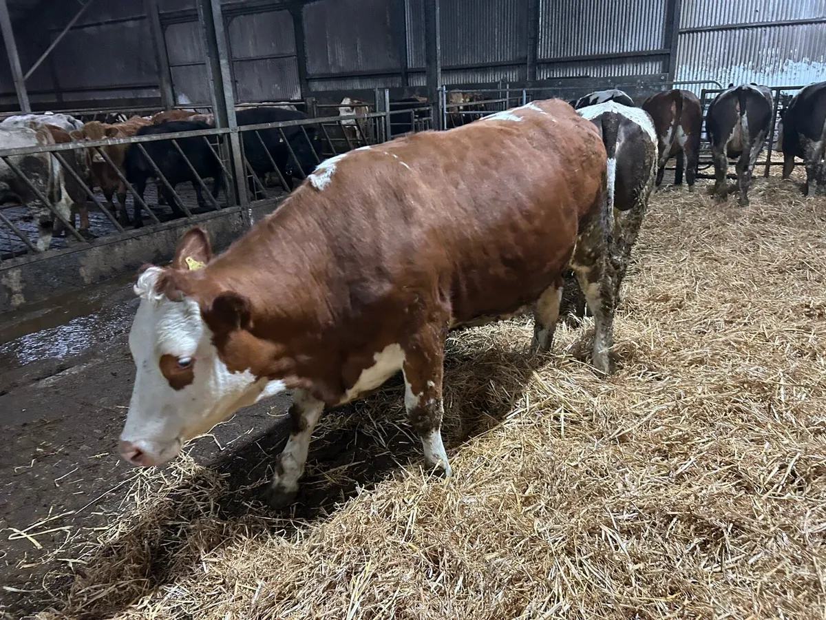 In Calf Suckler heifers - Image 2