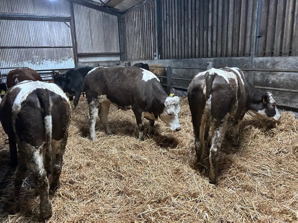 In Calf Suckler heifers - Image 4