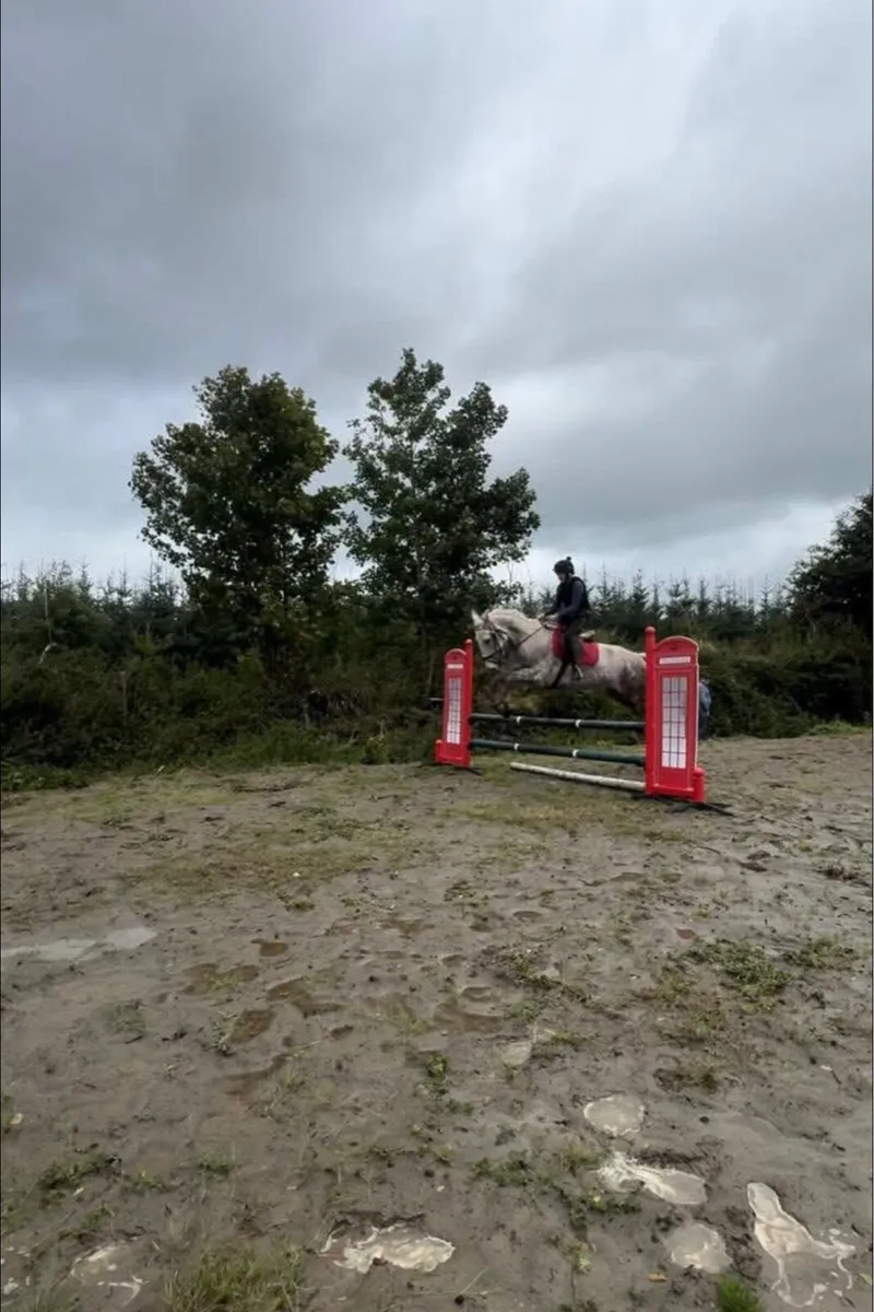 Draft mare for sale - Image 2