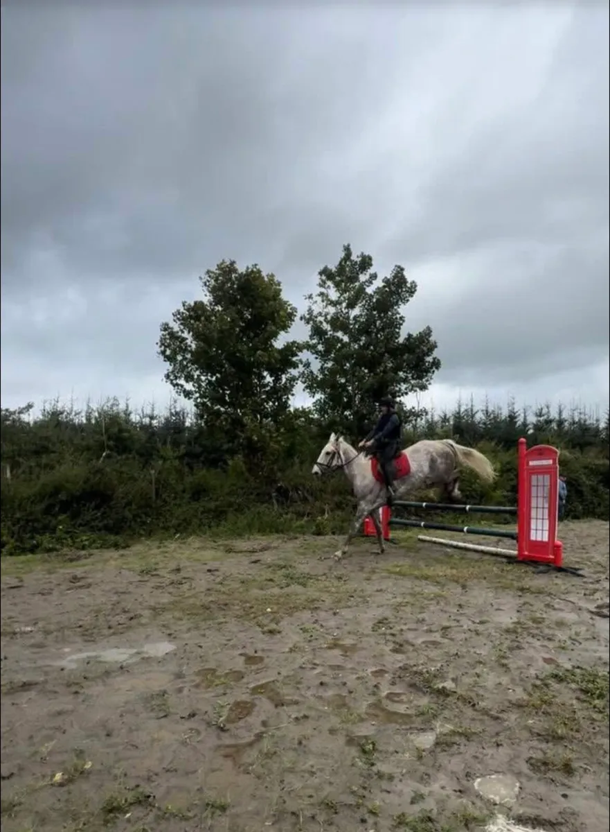 Draft mare for sale - Image 3