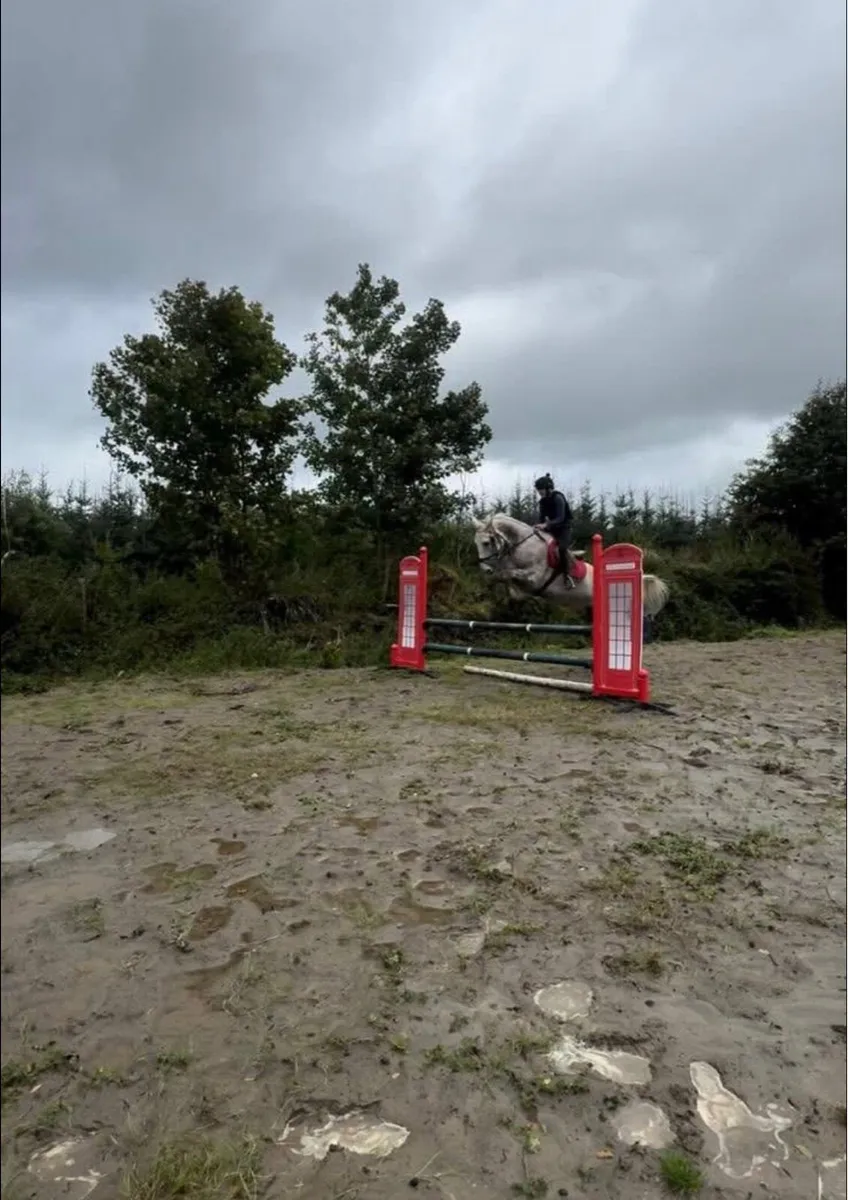 Draft mare for sale - Image 4