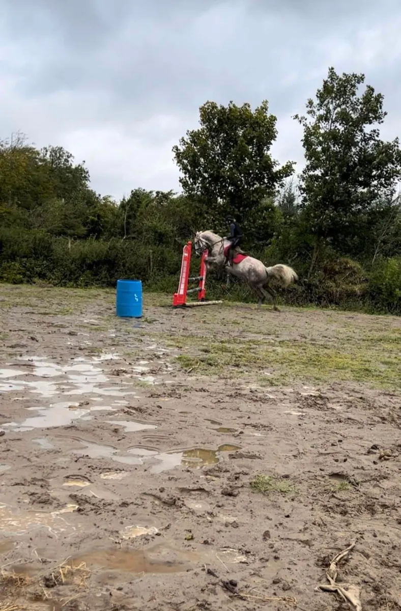 Draft mare for sale - Image 1