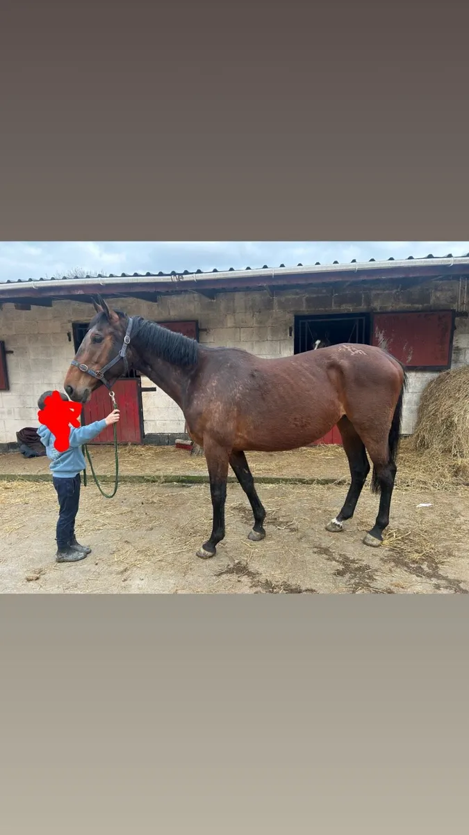 2 Thoroughbred mares - Image 1