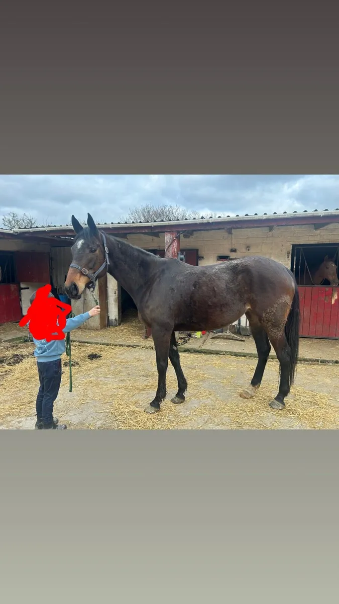 2 Thoroughbred mares - Image 2