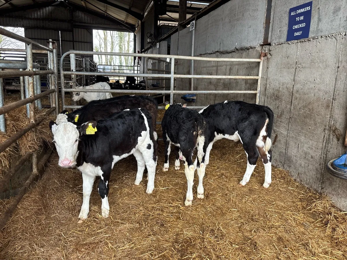 5 super reared Hereford heifers - Image 1