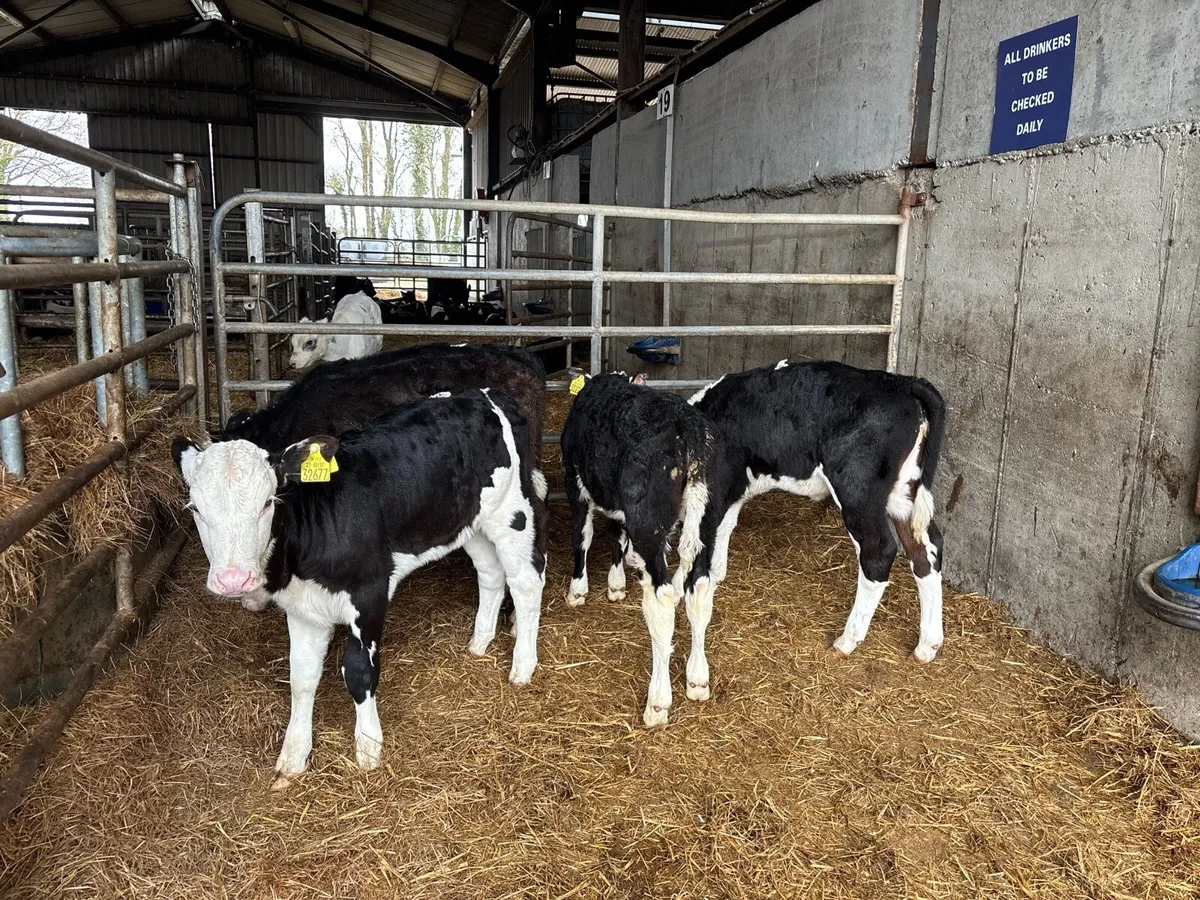 5 super reared Hereford heifers - Image 4