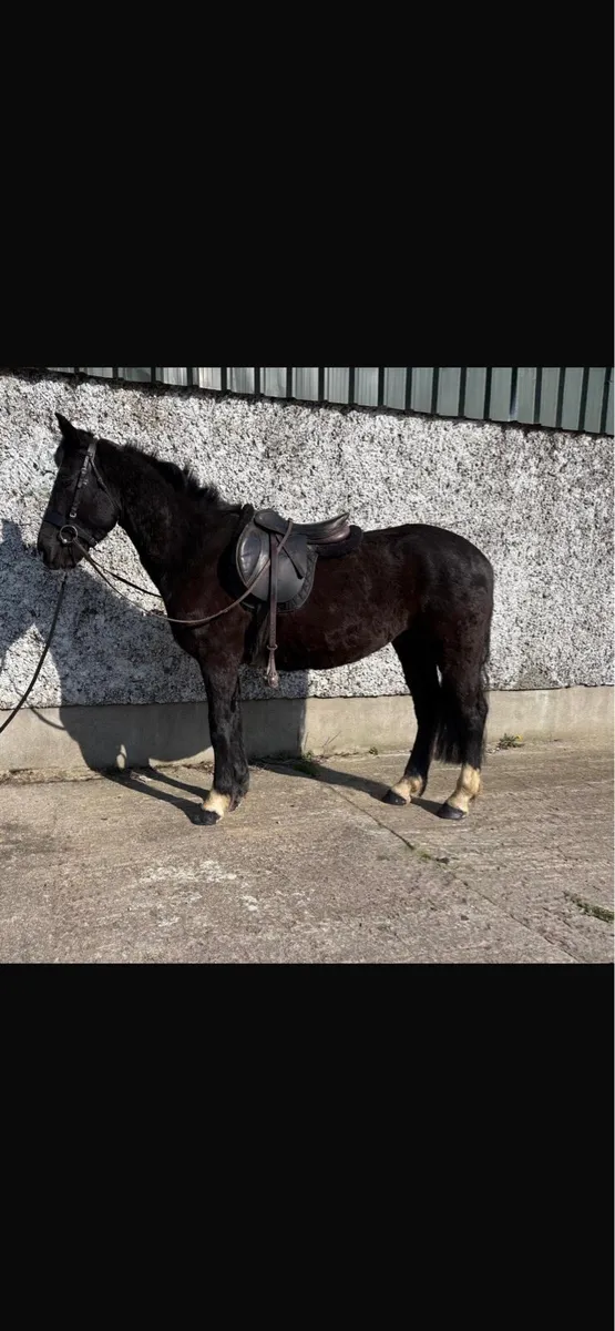Ross fear bui Connemara - Image 1