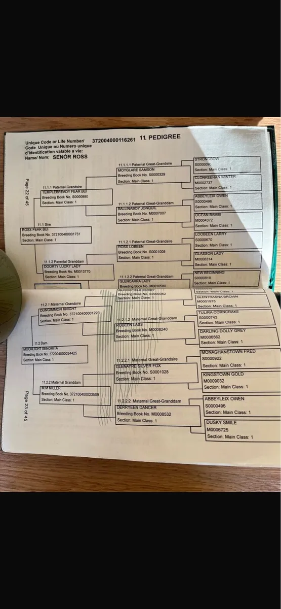 Ross fear bui Connemara - Image 2