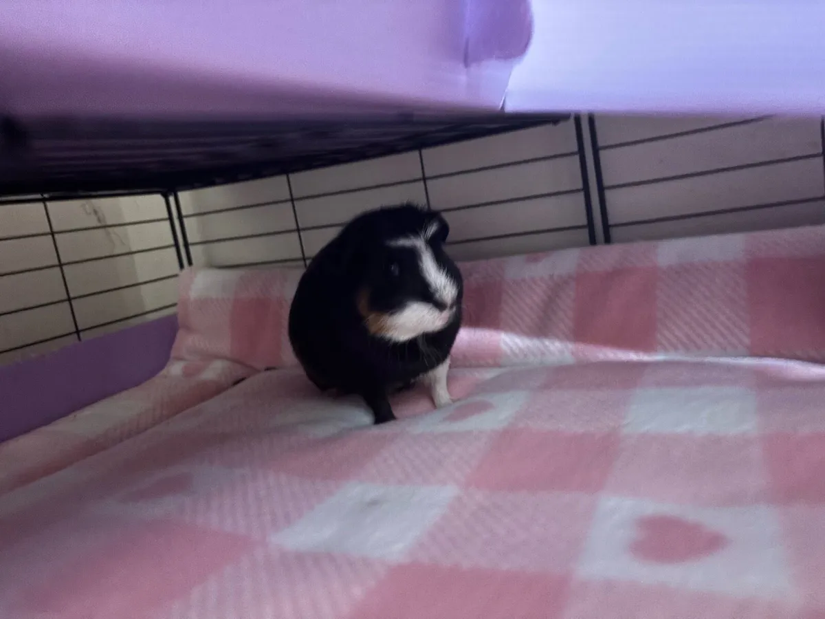 3 female guinea pigs - Image 1