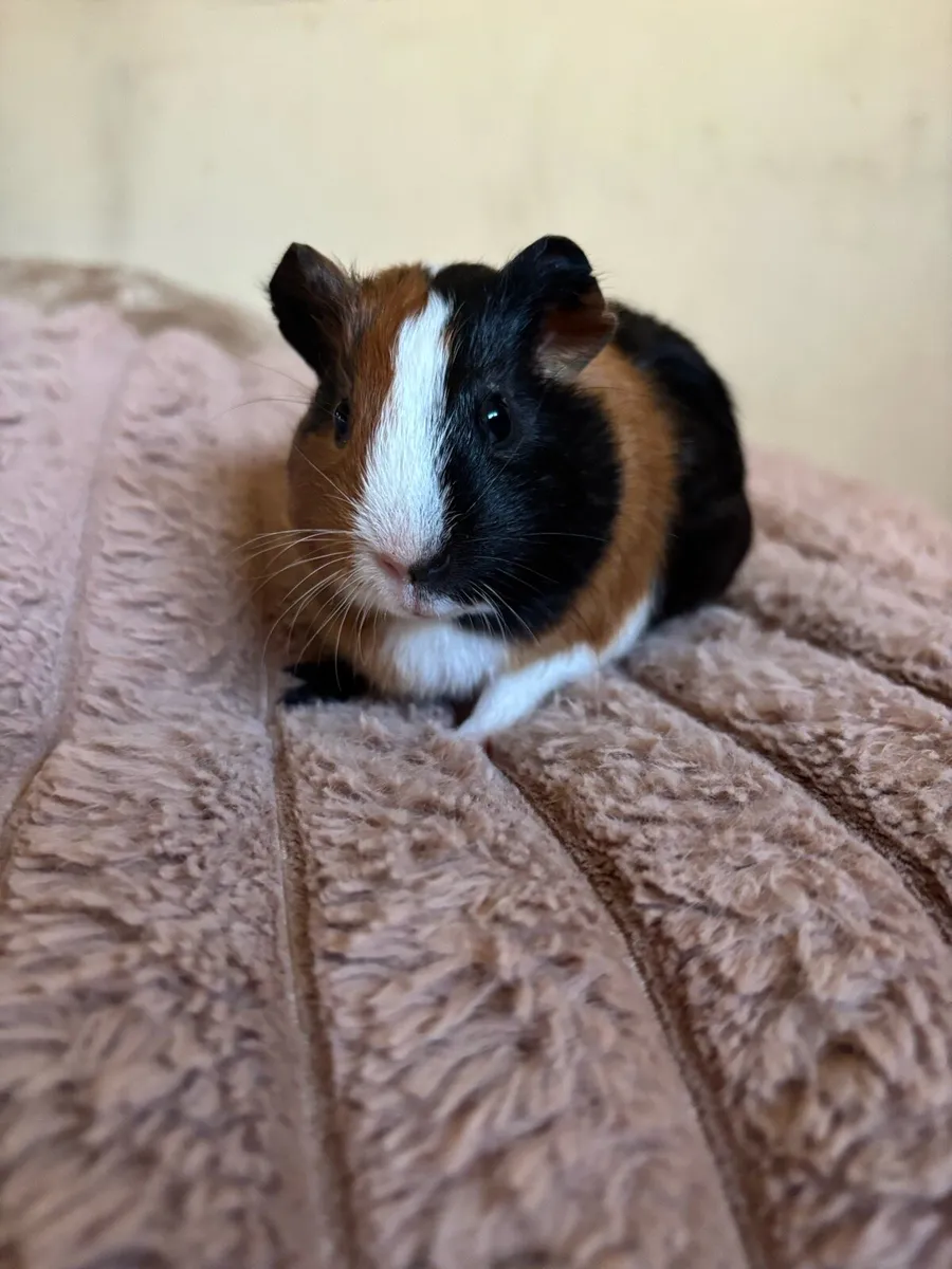 3 female guinea pigs - Image 2