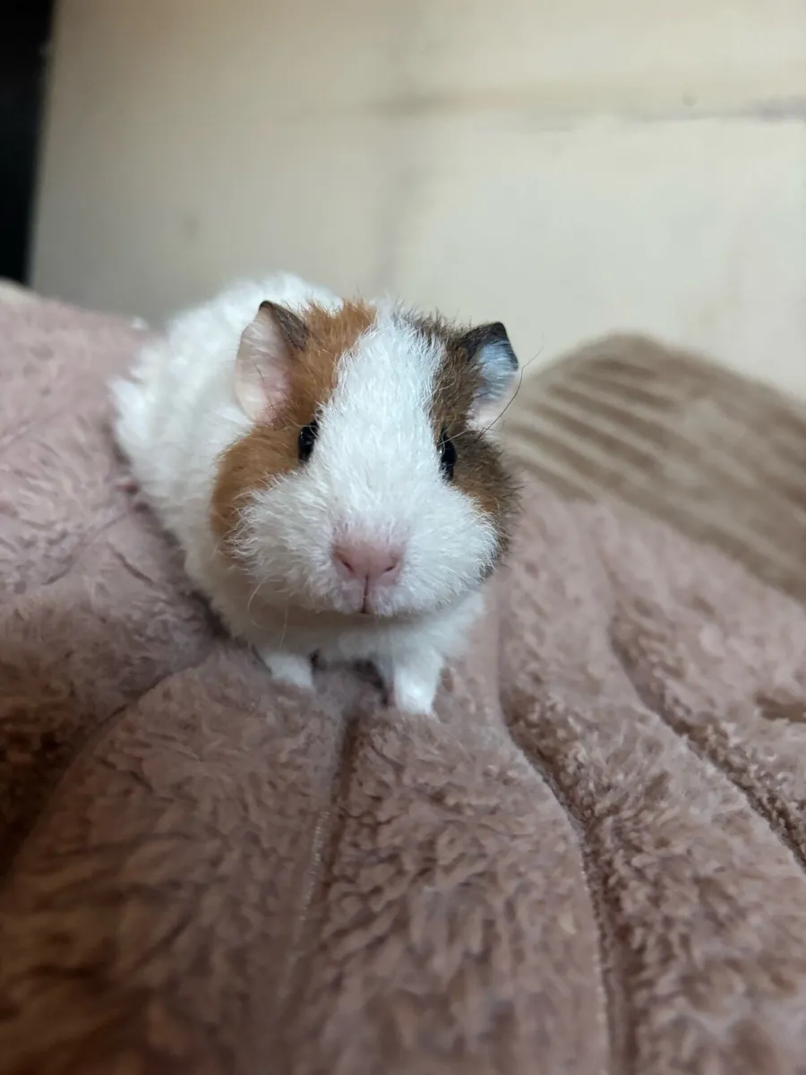 3 female guinea pigs - Image 3