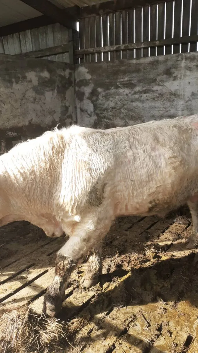 Bull for sale - Image 2