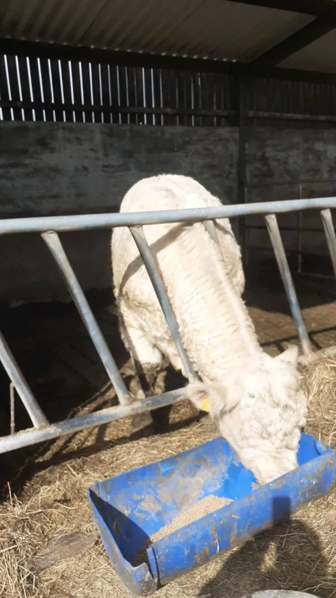 Bull for sale - Image 1