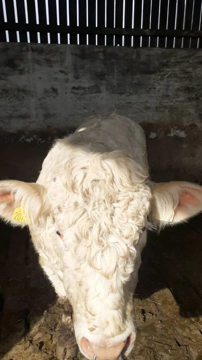 Bull for sale - Image 3