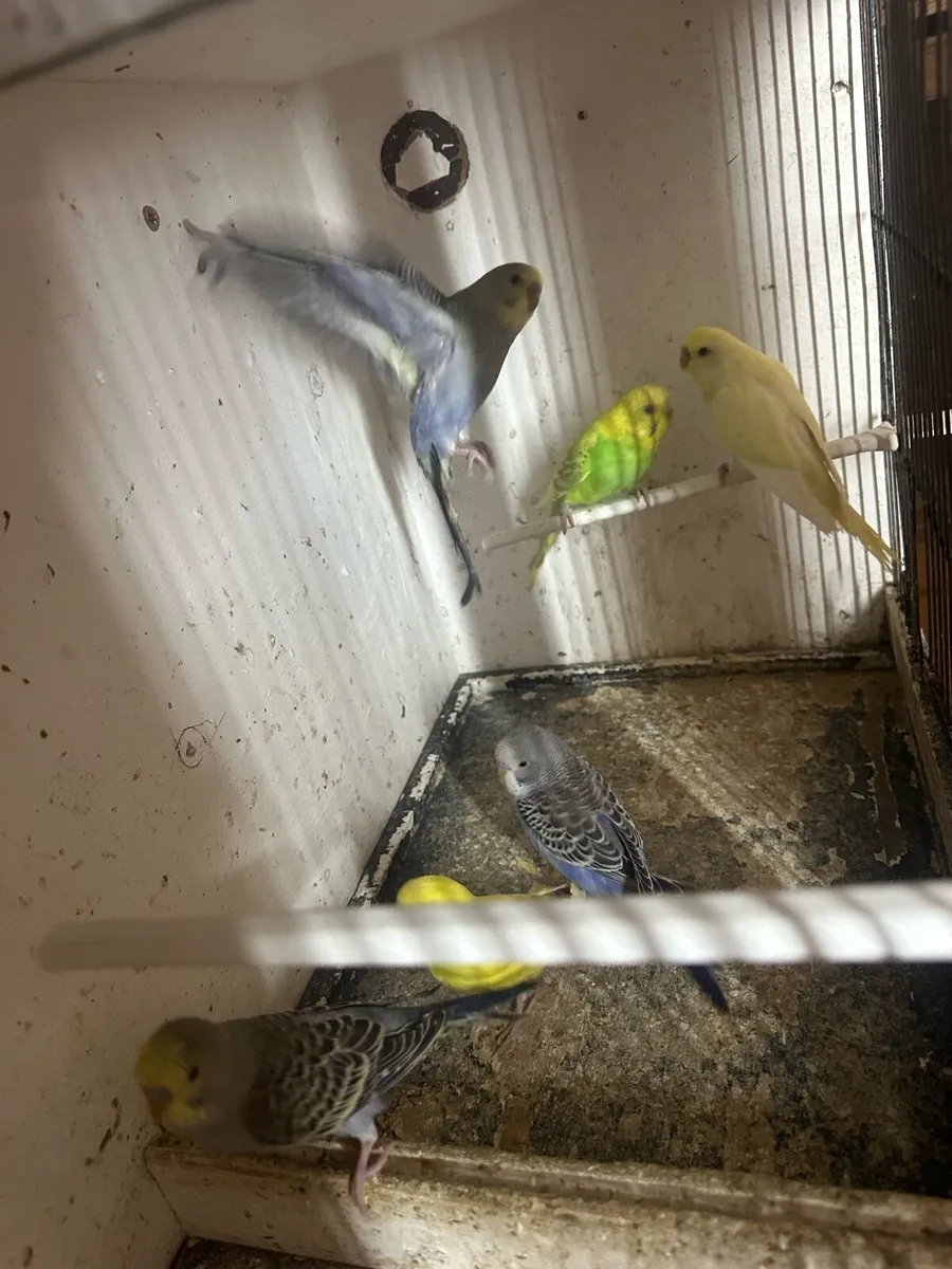 Budgies - Image 1