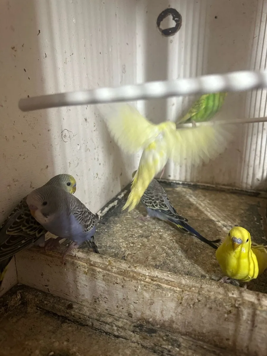 Budgies - Image 3