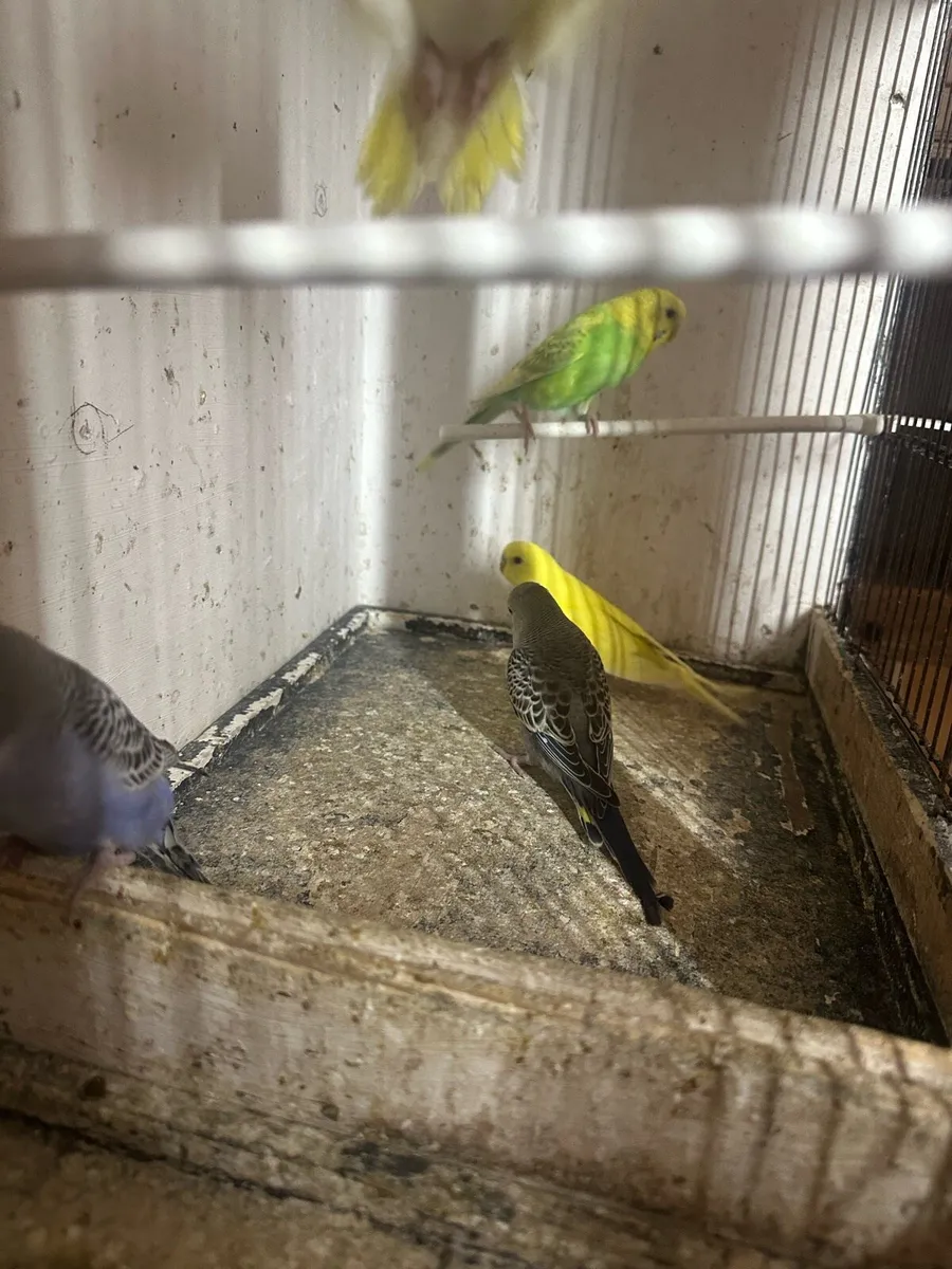 Budgies - Image 2