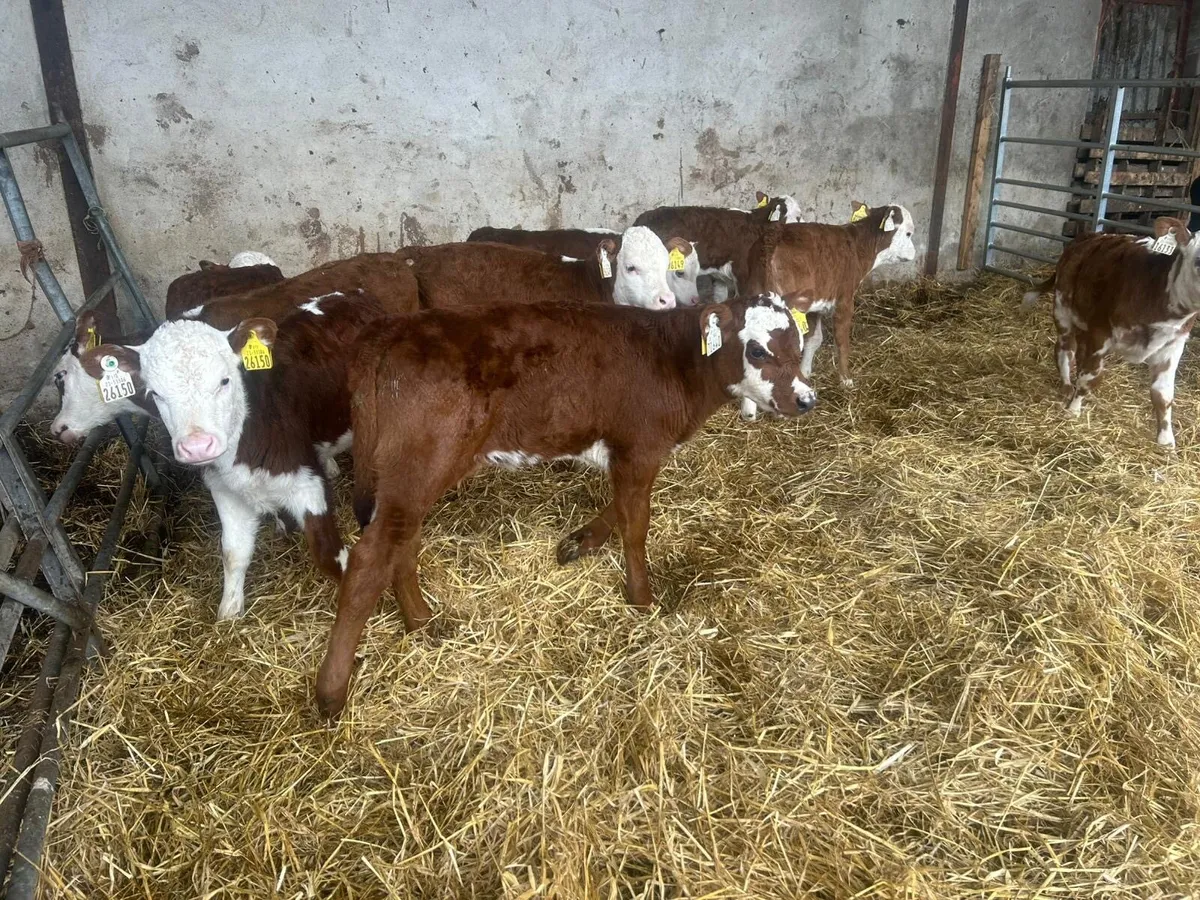 9 Red HR Heifer Calves - Image 2
