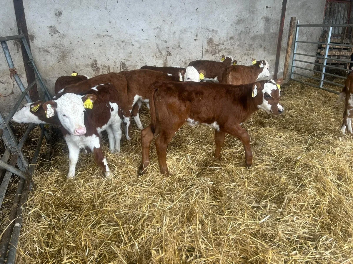 9 Red HR Heifer Calves - Image 3
