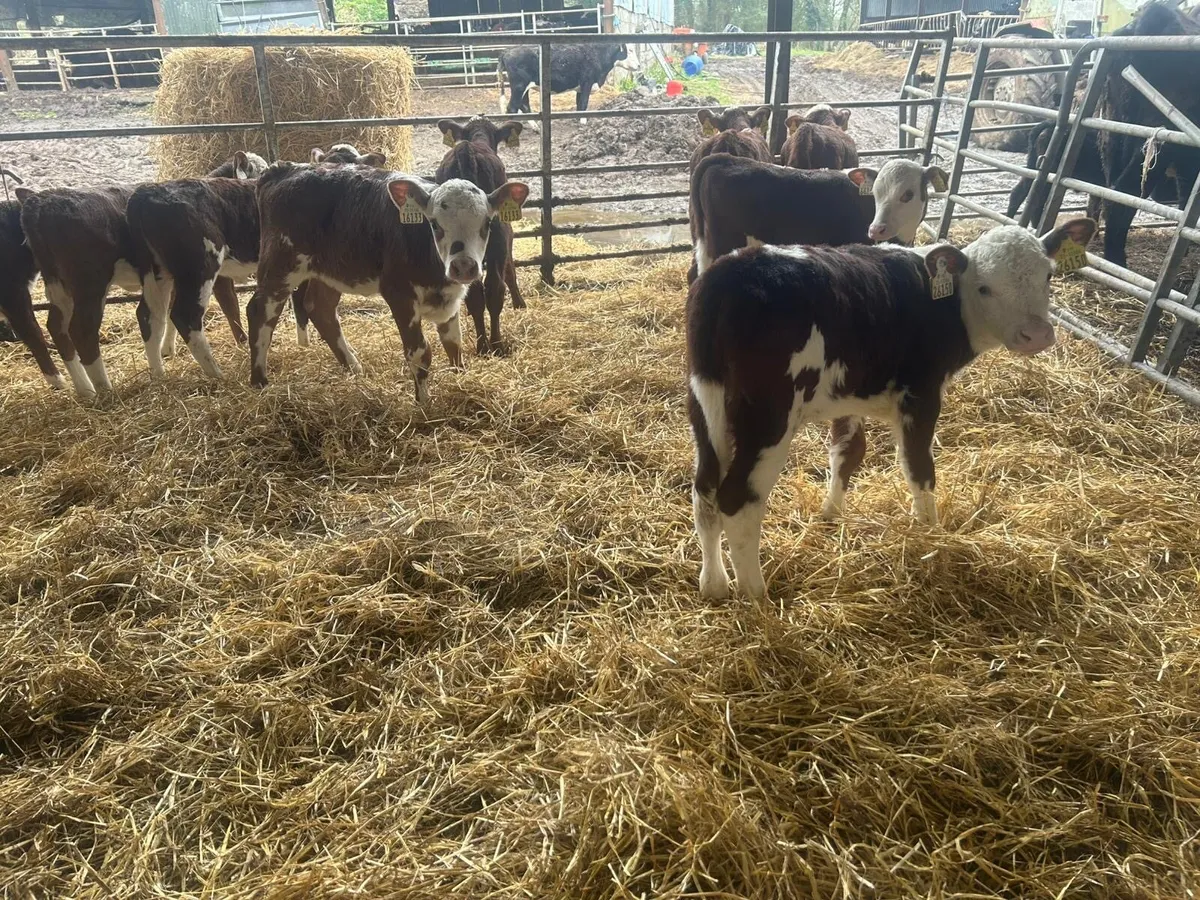 9 Red HR Heifer Calves - Image 4