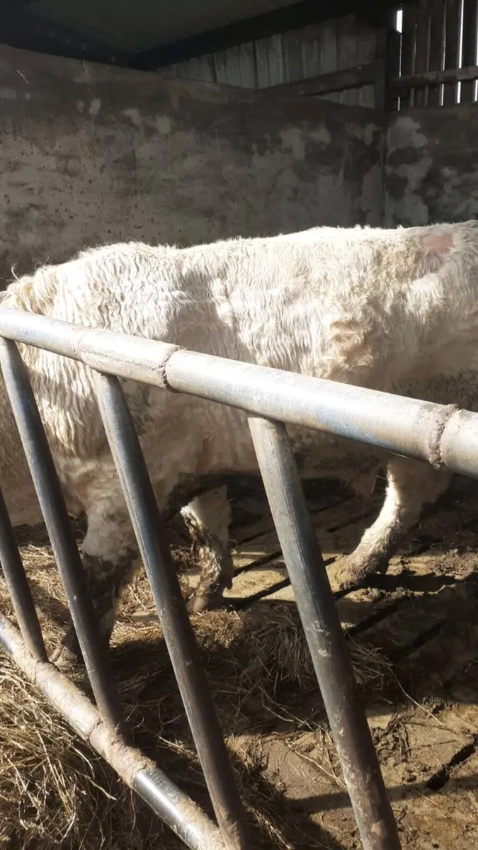 Bull for sale - Image 4