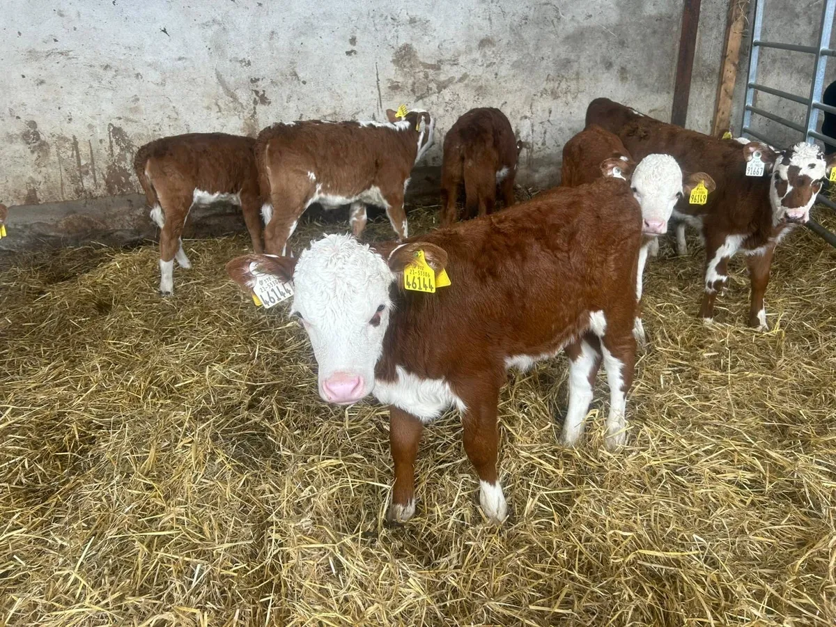 9 Red HR Heifer Calves - Image 1
