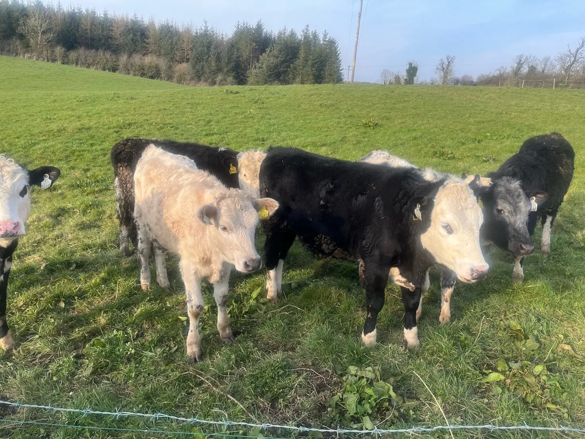 Herefords/bbx/Chx - Image 1