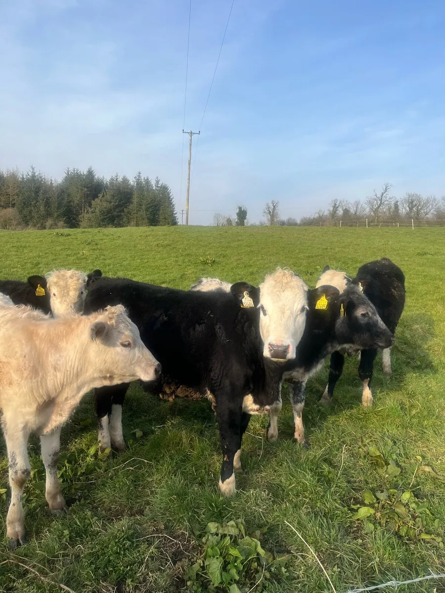 Herefords/bbx/Chx - Image 4