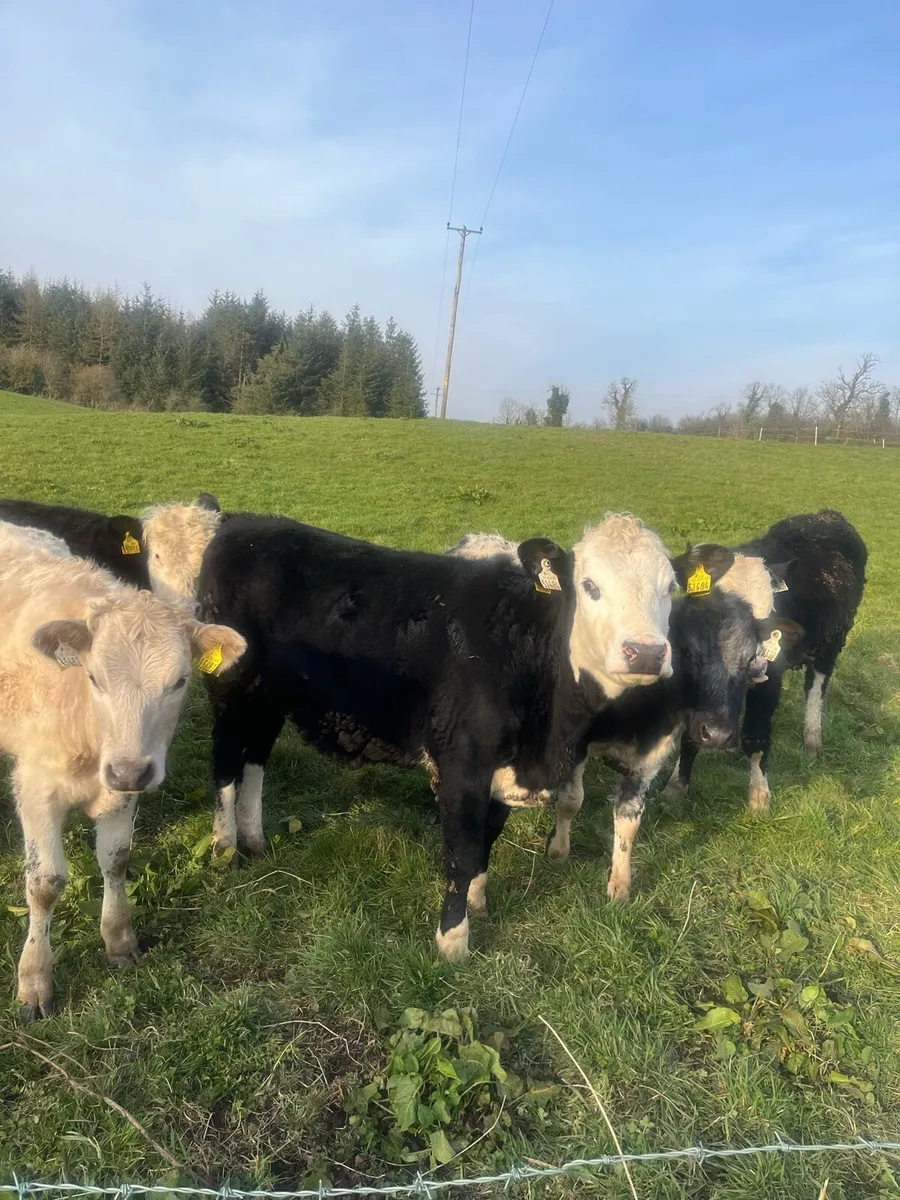 Herefords/bbx/Chx - Image 2