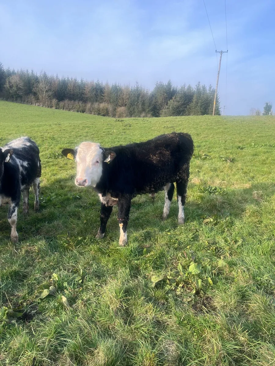 Herefords/bbx/Chx - Image 3