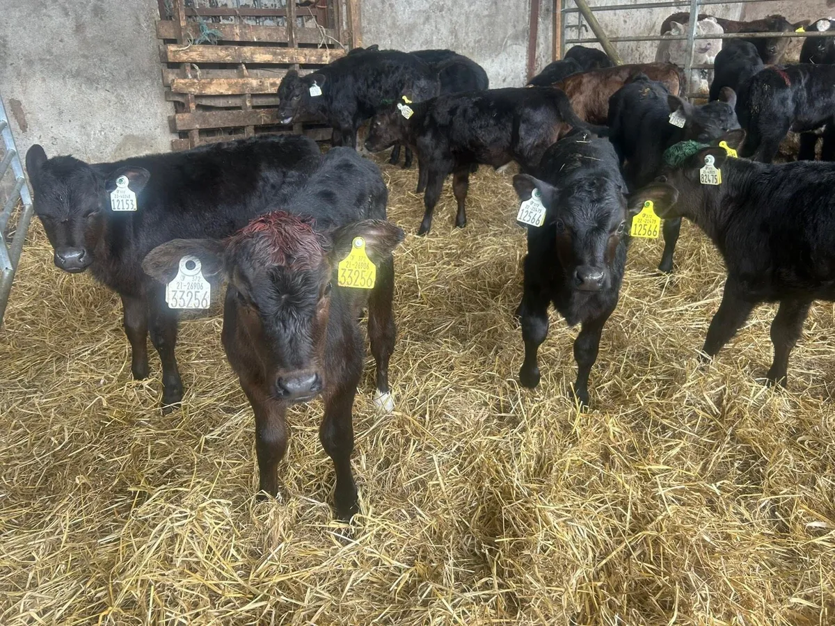 Cheap AA Heifer Calves - Image 2