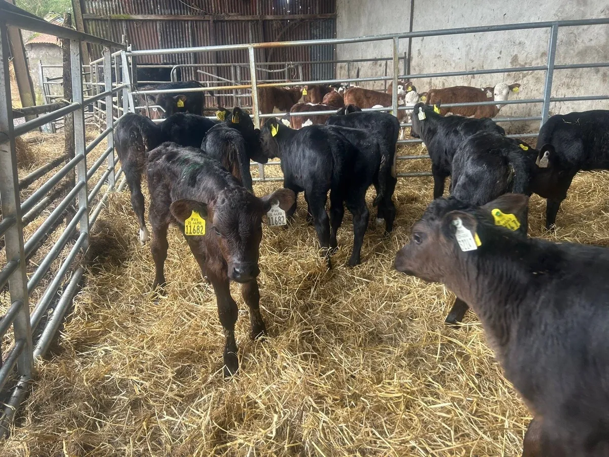 Cheap AA Heifer Calves - Image 3