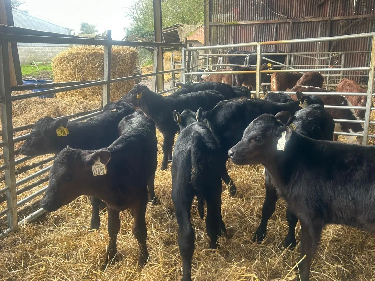 Cheap AA Heifer Calves - Image 1