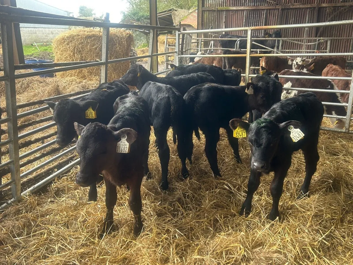 Cheap AA Heifer Calves - Image 4